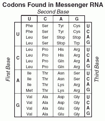 Codons.gif