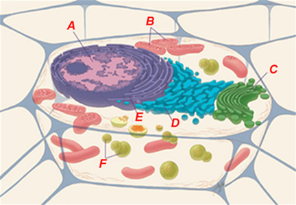 animalcell2.jpg