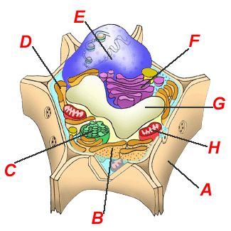 plantcell2.gif