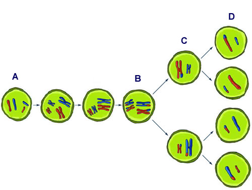 meiosis.jpg