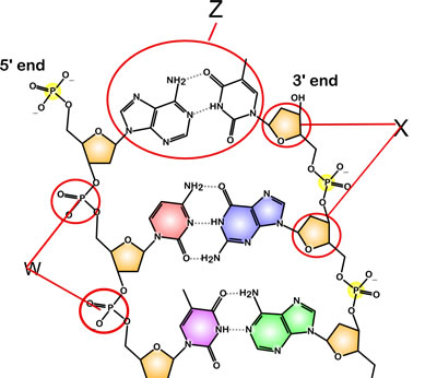 DNA_chemical_structure.jpg