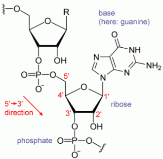 RNA.gif