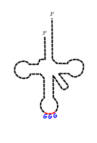 tRNA_1.gif