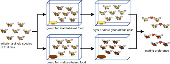 fruitflies.jpg