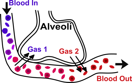 Alveoli.png