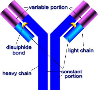 Antibody.gif