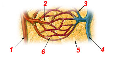 capillary.jpg