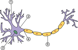 neuron.png